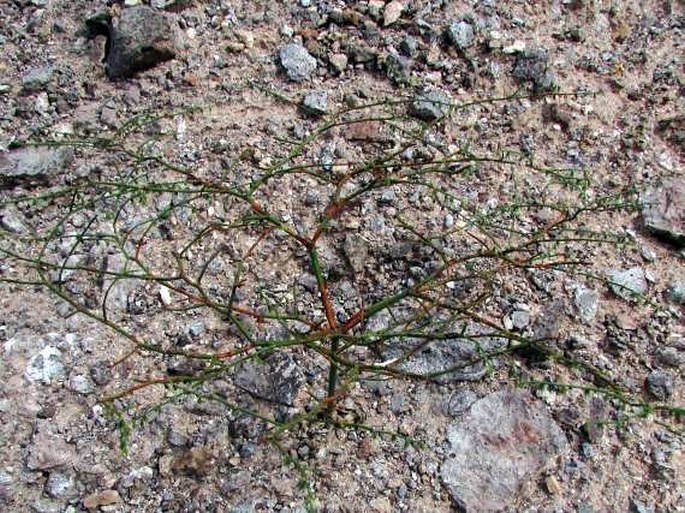 Eriogonum deflexum