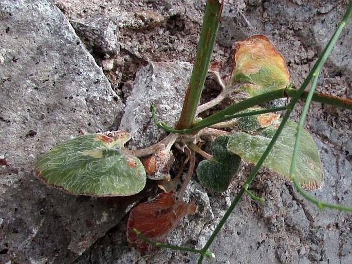 Eriogonum deflexum