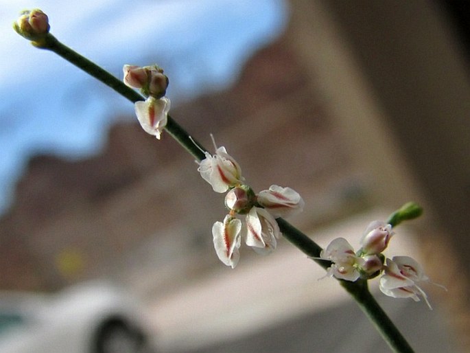 Eriogonum deflexum