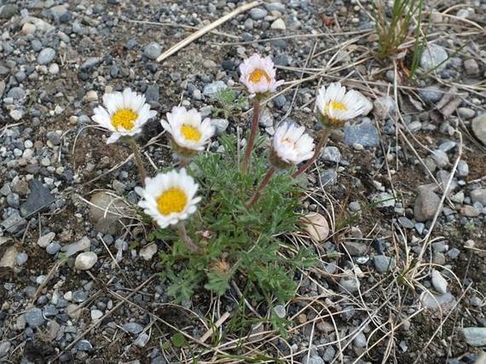 Erigeron compositus