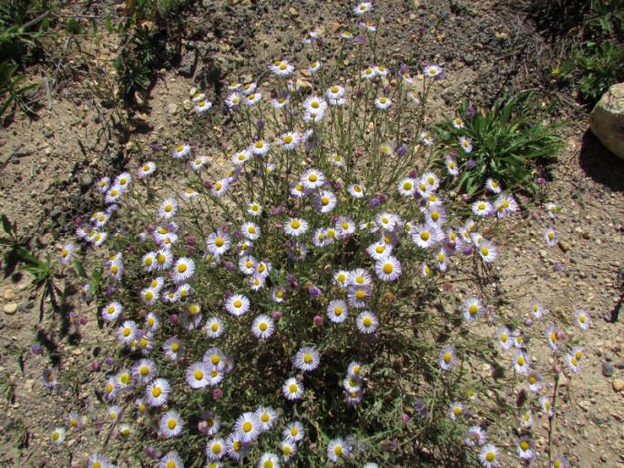 Erigeron pumilus