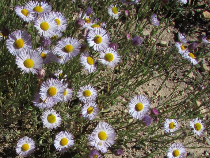 Erigeron pumilus