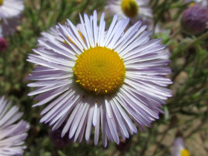 Erigeron pumilus