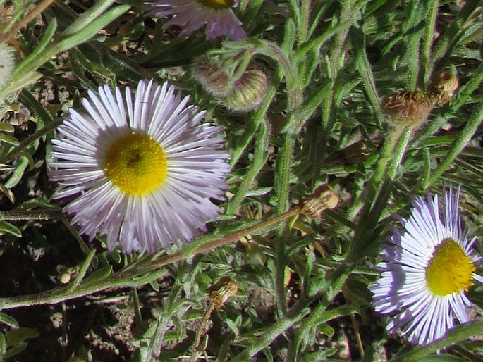 Erigeron pumilus