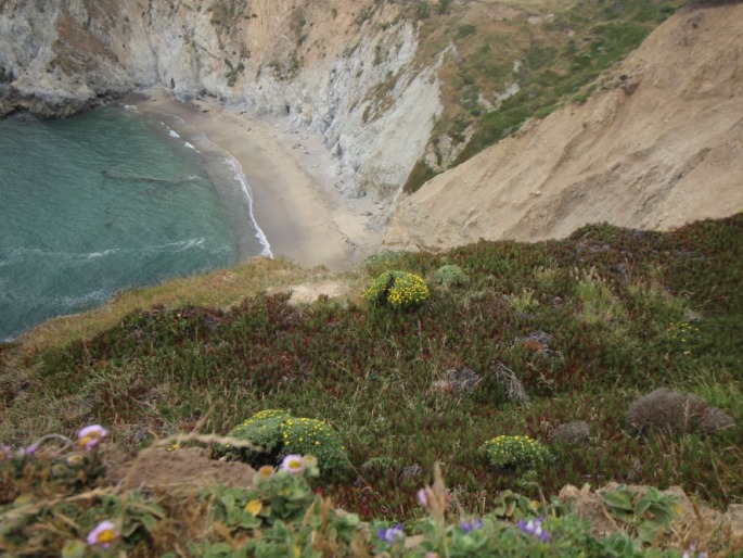 Erigeron glaucus