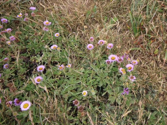 Erigeron glaucus