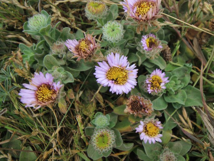 Erigeron glaucus