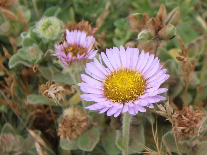 Erigeron glaucus