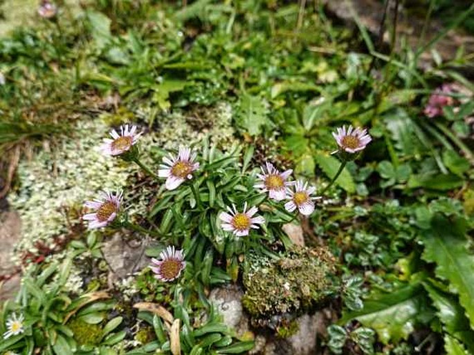 Erigeron glabratus