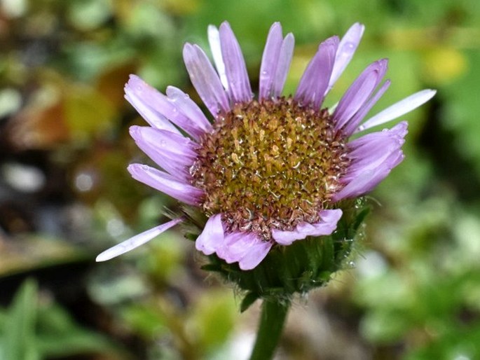 Erigeron glabratus