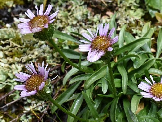 Erigeron glabratus