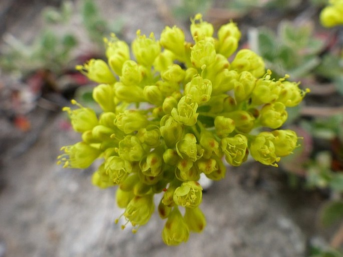 ERIOGONUM MARIFOLIUM A. Gray