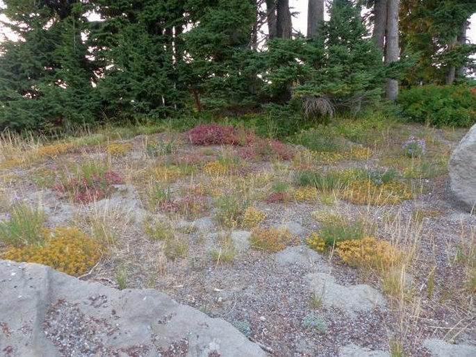 Eriogonum marifolium