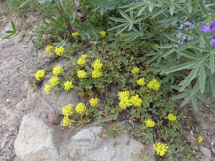 Eriogonum marifolium