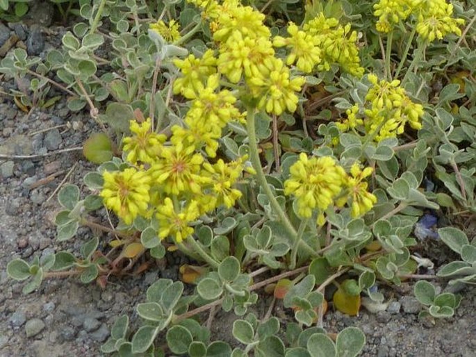 Eriogonum marifolium