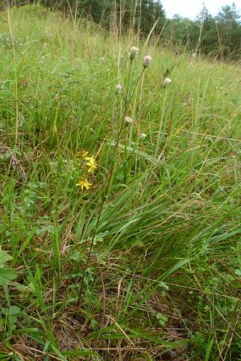 Erigeron muralis