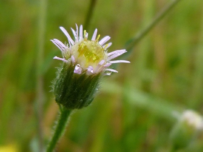 Erigeron muralis