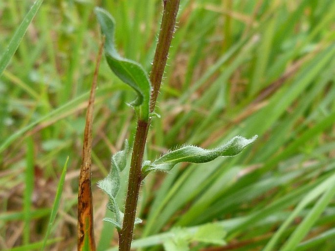 Erigeron muralis