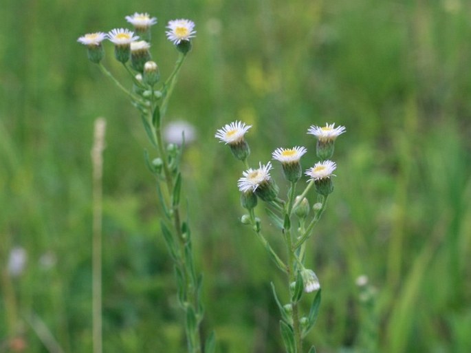 Erigeron podolicus