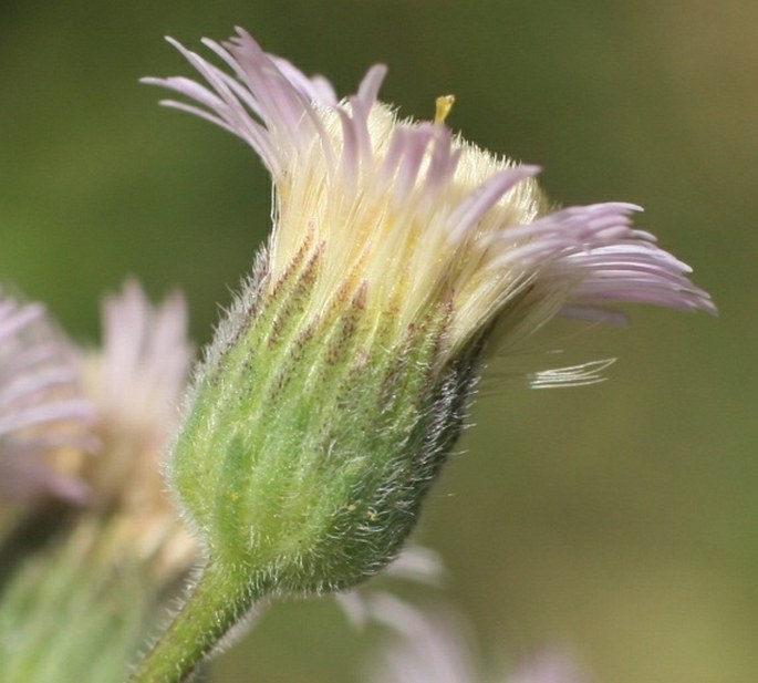 Erigeron podolicus