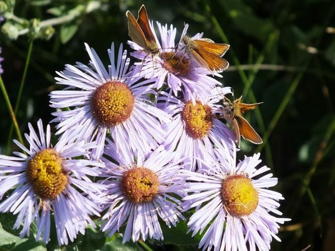 Erigeron speciosus