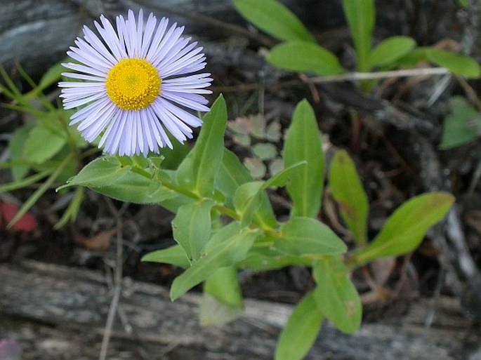 Erigeron speciosus