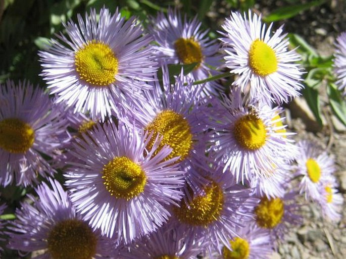 Erigeron speciosus