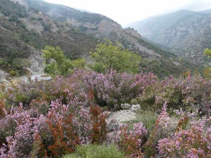 Erica manipuliflora