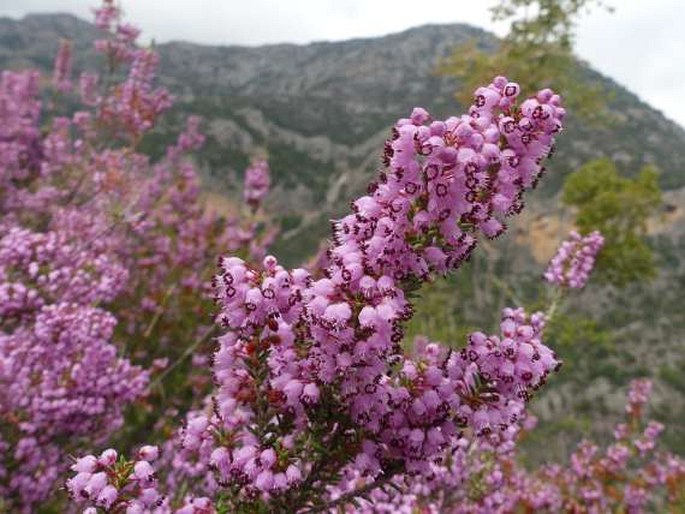 Erica manipuliflora