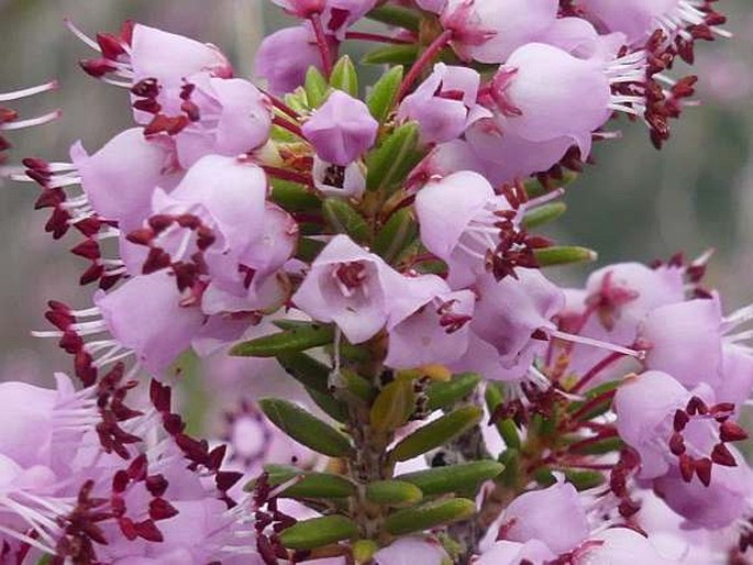 Erica manipuliflora