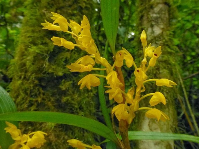 ERIA MERAPIENSIS Schltr.