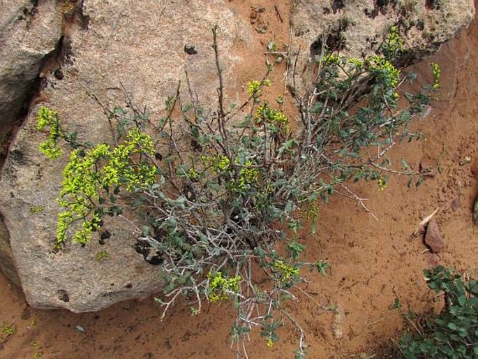 Eriogonum corymbosum var. aureum