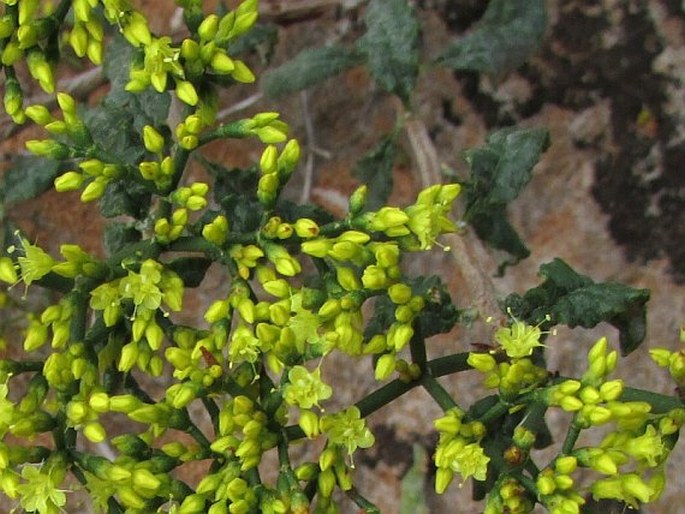 Eriogonum corymbosum var. aureum