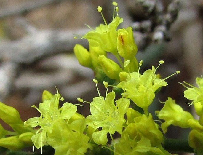 Eriogonum corymbosum var. aureum