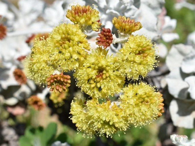 Eriogonum crocatum