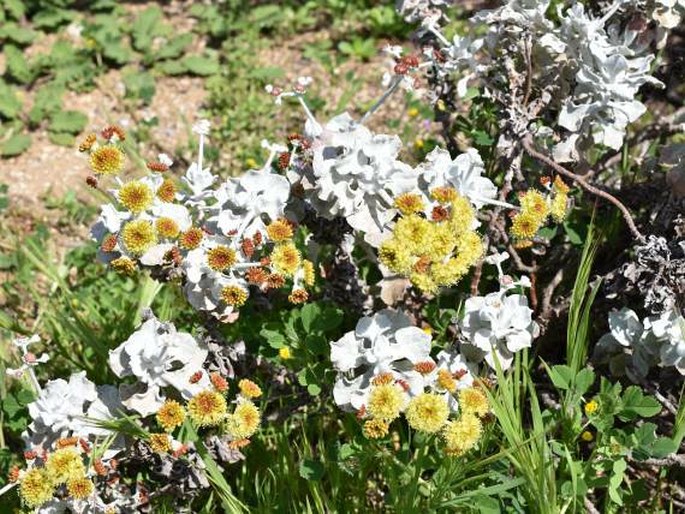 Eriogonum crocatum