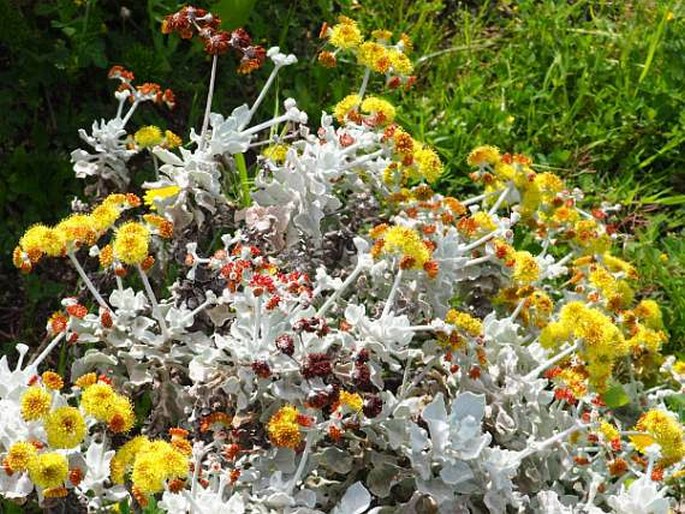 Eriogonum crocatum