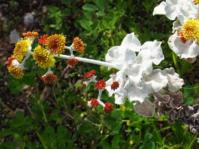 Eriogonum crocatum