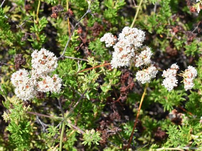 Eriogonum fasciculatum