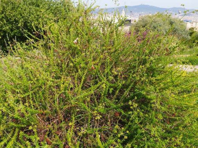 Eriogonum fasciculatum