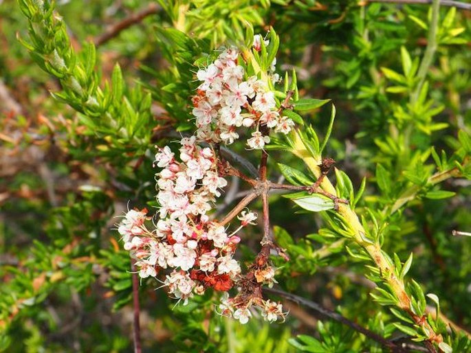 Eriogonum fasciculatum