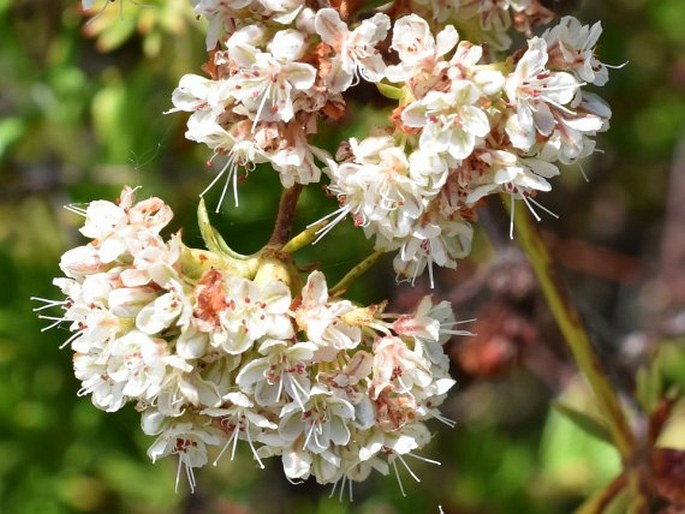 Eriogonum fasciculatum