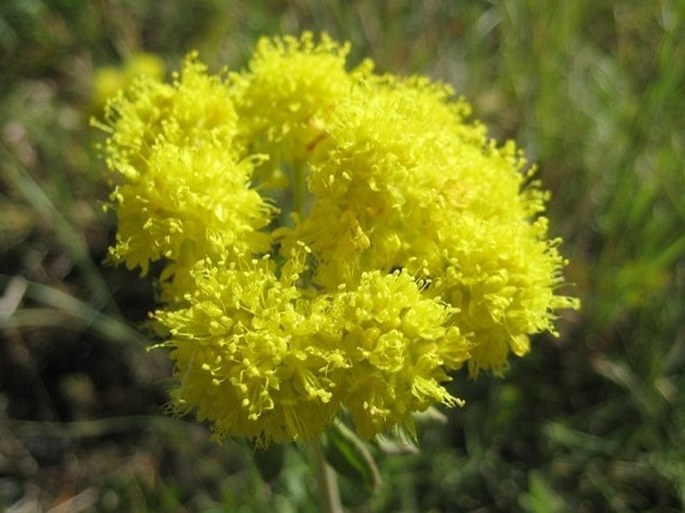 Eriogonum flavum