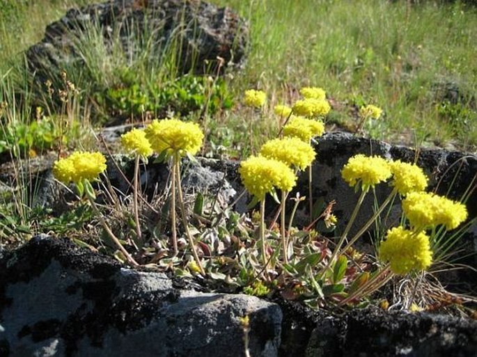 Eriogonum flavum