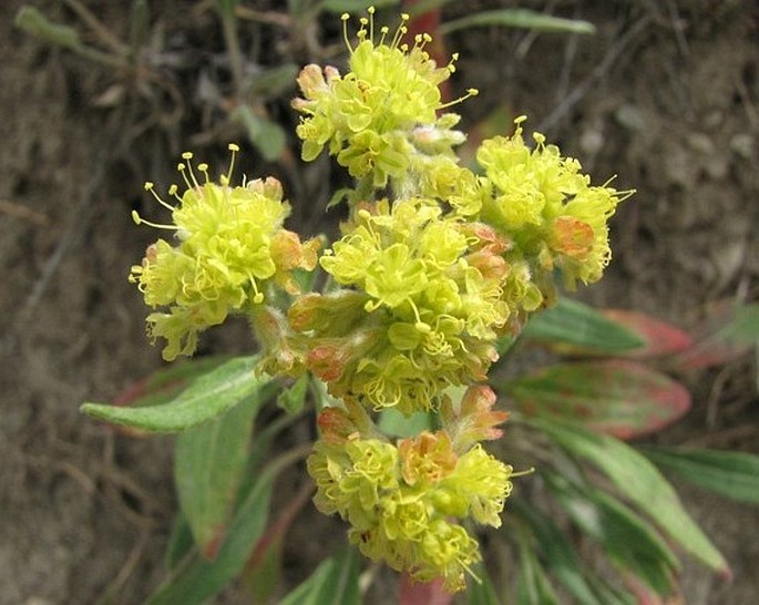 Eriogonum flavum