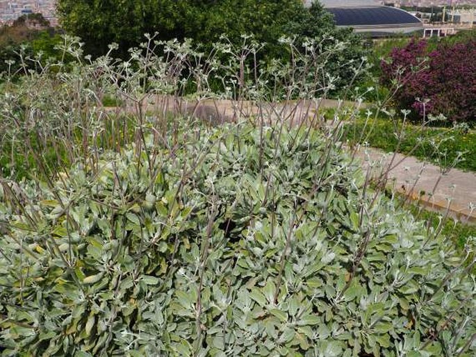 Eriogonum giganteum