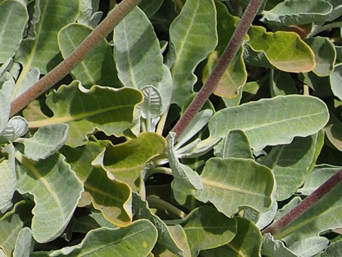 Eriogonum giganteum