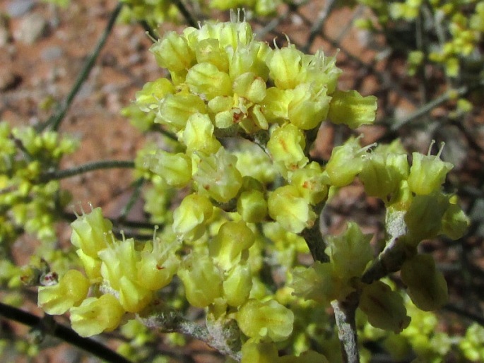 Eriogonum corymbosum var. glutinosum