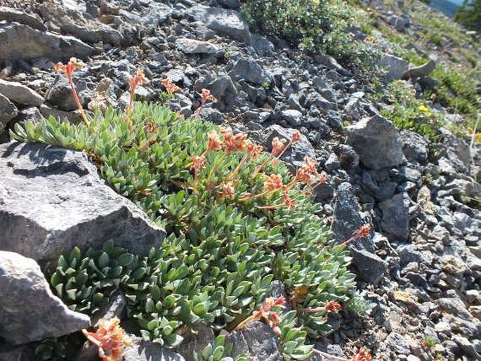 Eriogonum androsaceum