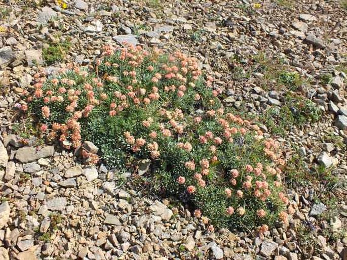 Eriogonum androsaceum